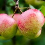 Owocowe kiszonki z charakterem: fermentowane jabłka i inne przysmaki – przepisy, które zawsze się udają